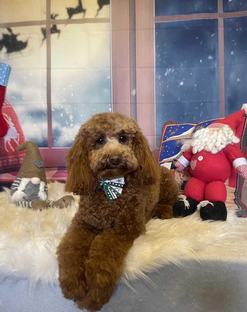 A freshly groomed cockapoo photographed in the salon against a festive backdrop