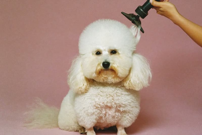 A freshly groomed white doodle sitting after its trim