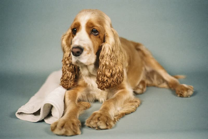 A calm spaniel resting during a grooming appointment