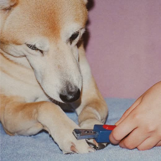 A dog's paw having its nails clipped