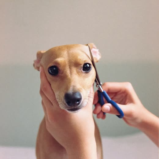 A dog having its face trimmed with scissors